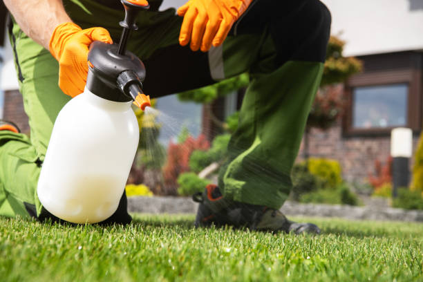 Best Spider Control Near Me  in Wedgefield, FL
